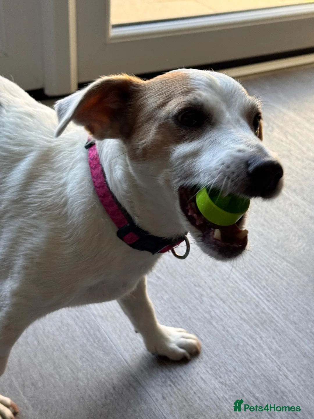 Jack Russell dogs for sale: Re homing  in Arundel - Advert 1