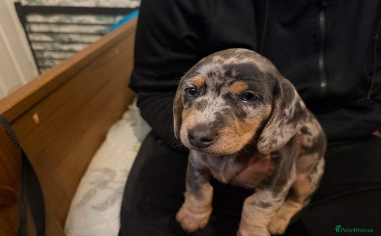 Dachshund dogs Isabella, pied, dapple dachshund  - Advert 15