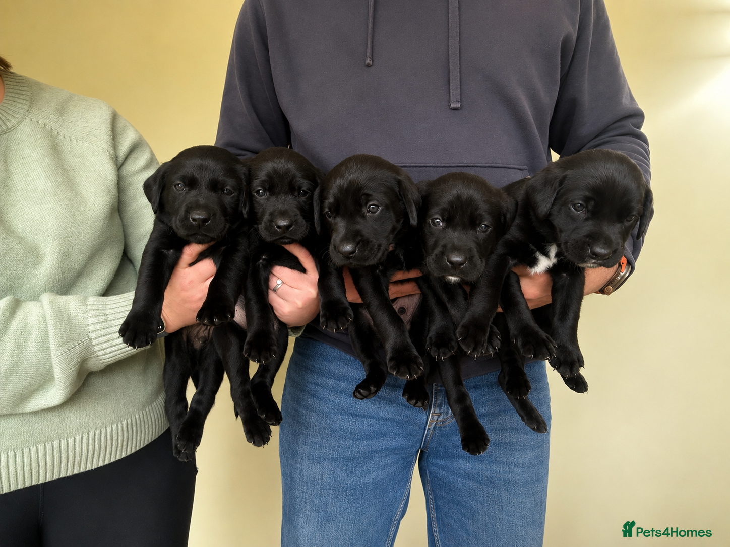 Labrador Retriever dogs KC registered Black Labrador puppies  - Advert 8