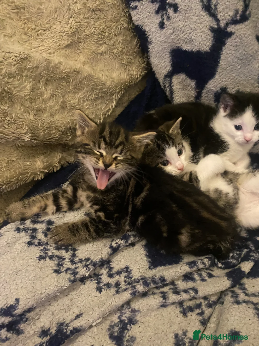 Mixed Breed cats for sale: Kittens for sale - Advert 2