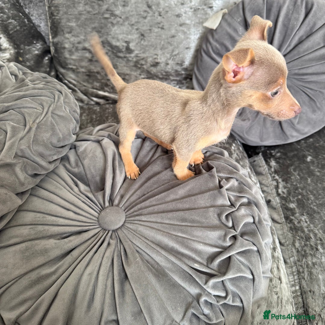 Jack Russell dogs for sale: Miniature Jack Russell puppies Ready to leave in Gillingham - Image 14