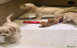 Cocker Spaniel dogs for sale: 🩷BEAUTIFUL SHOW COCKER PUPPIES🩷 - Image 3