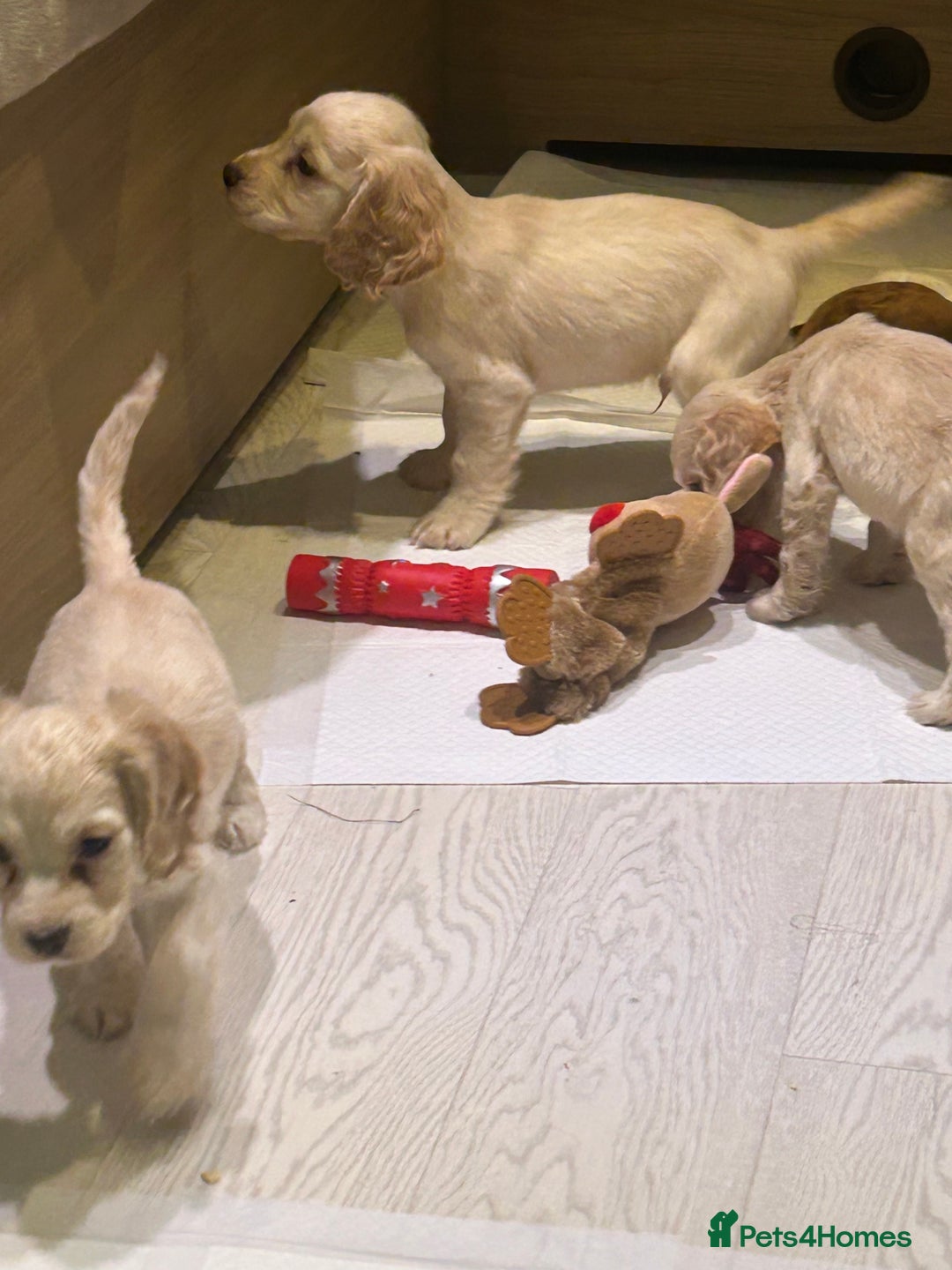 Cocker Spaniel dogs for sale: 🩷BEAUTIFUL SHOW COCKER PUPPIES🩷 - Image 3