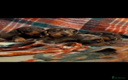 Dachshund dogs for sale: 4 gorgeous puppies for sale - Image 27