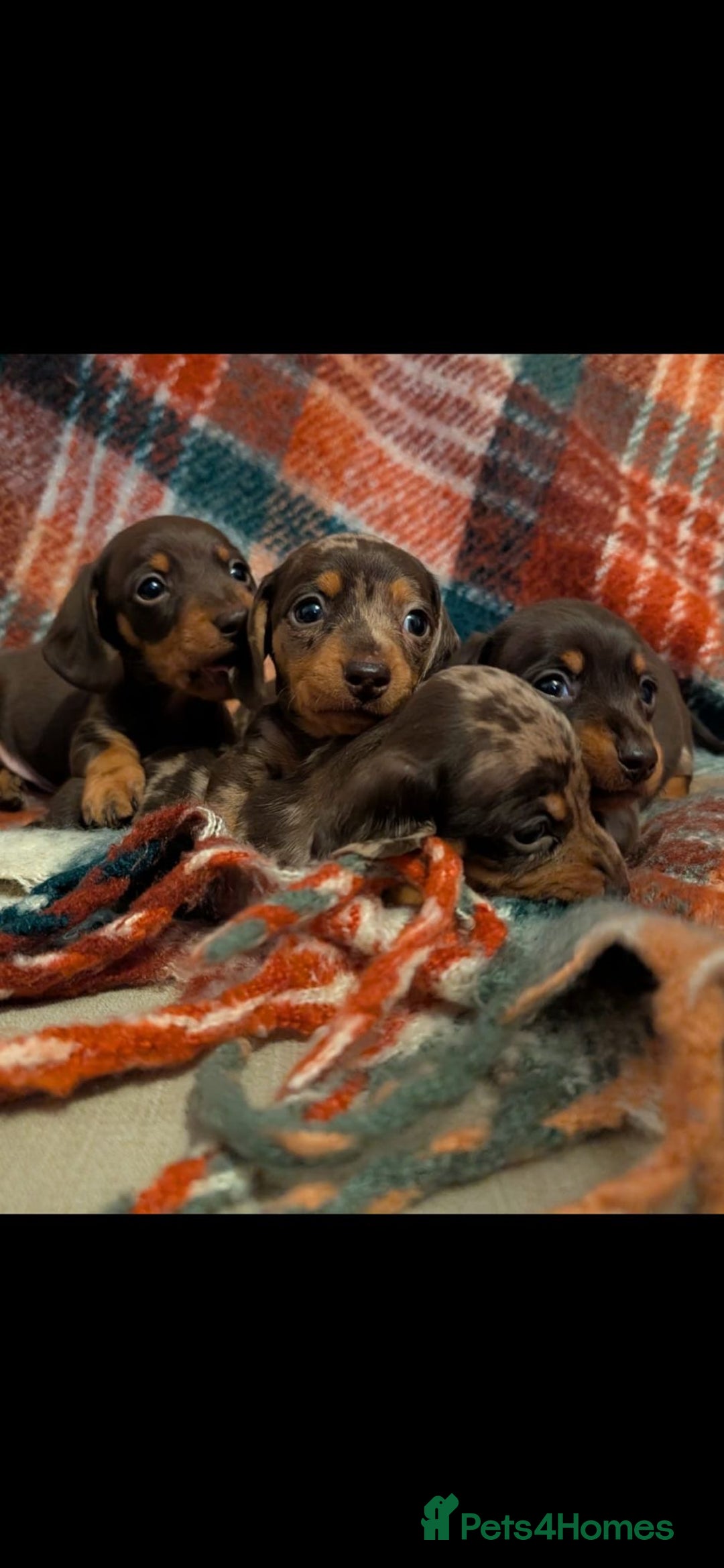 Dachshund dogs for sale: 4 gorgeous puppies for sale - Image 27