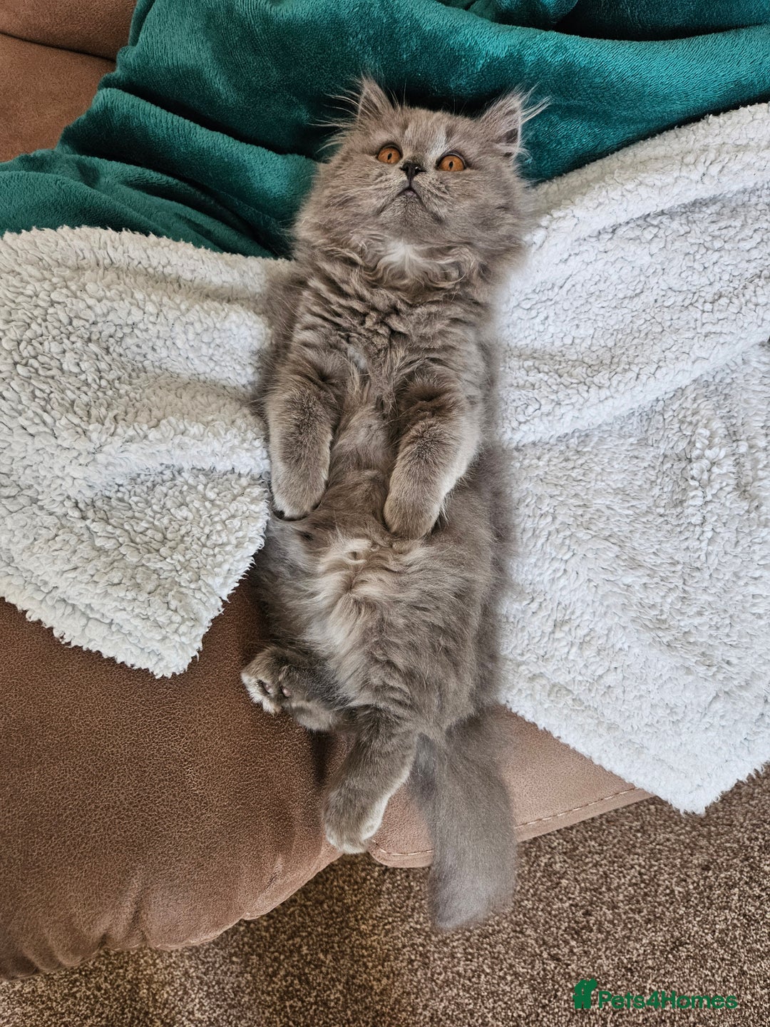 British Longhair cats for sale: Gorgeous GCCF long-haired British girl  - Image 7
