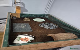 Hermann Tortoise reptiles for sale: Ted the Tortoise - Image 3