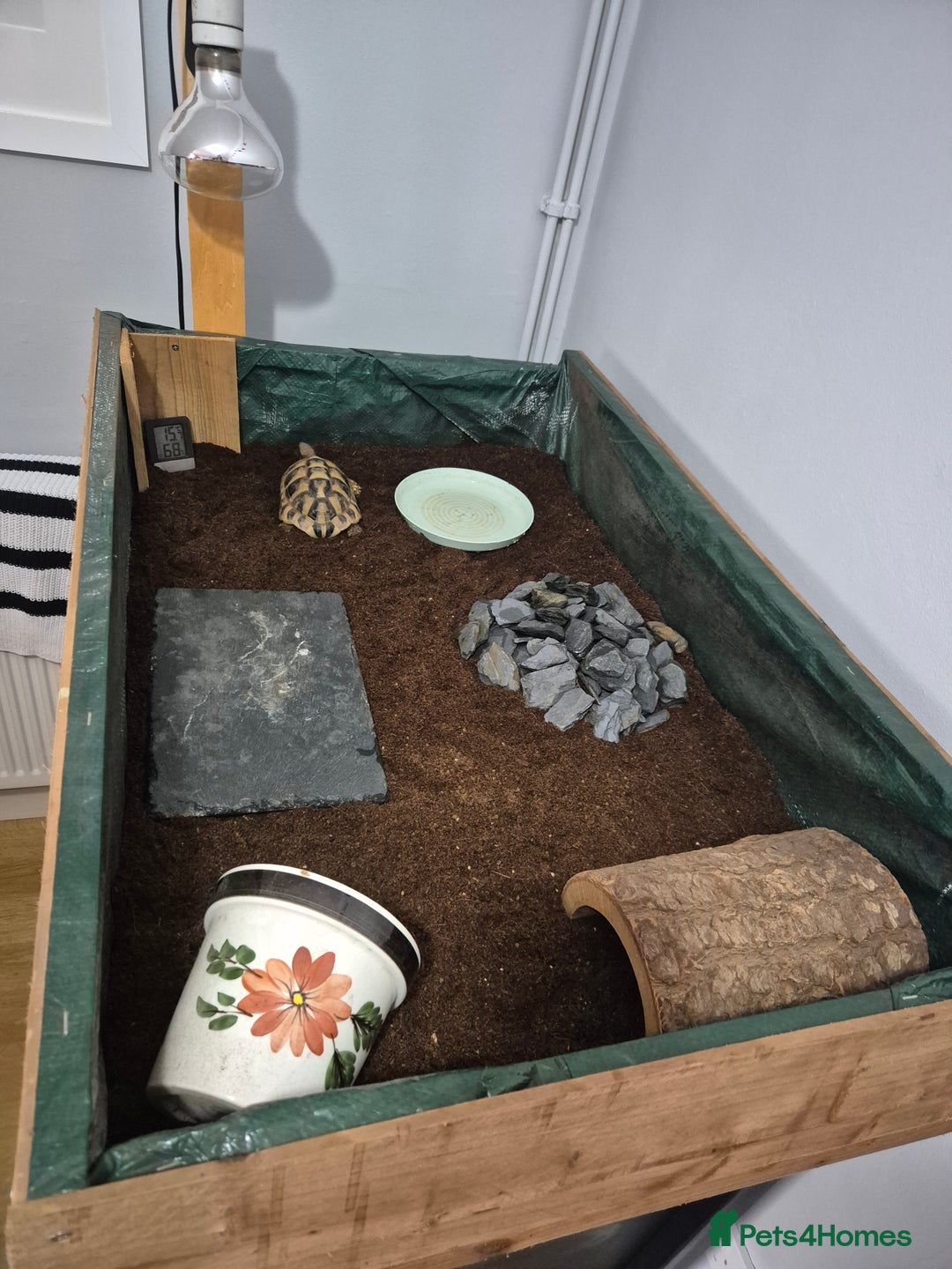 Hermann Tortoise reptiles for sale: Ted the Tortoise - Image 3