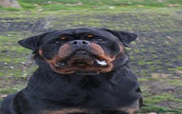Rottweiler dogs for sale: Exceptional Rottweiler Puppies - Advert 6