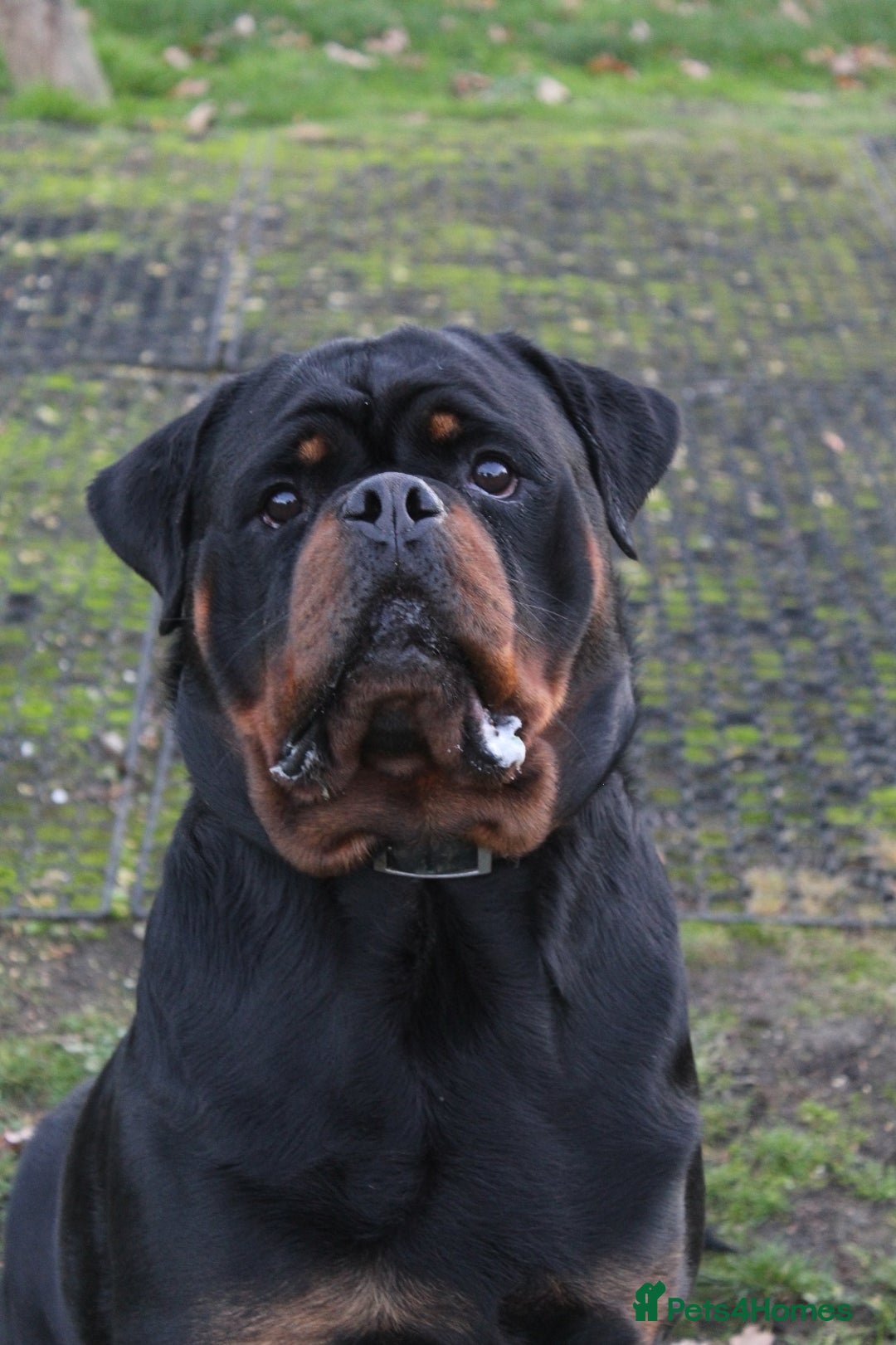 Rottweiler dogs for sale: Exceptional Rottweiler Puppies - Advert 6