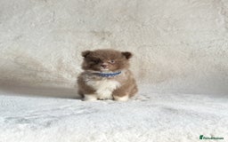 Pomsky dogs for sale: Tiny toysize Lilac Male Pomsky puppy for sale  - Image 6