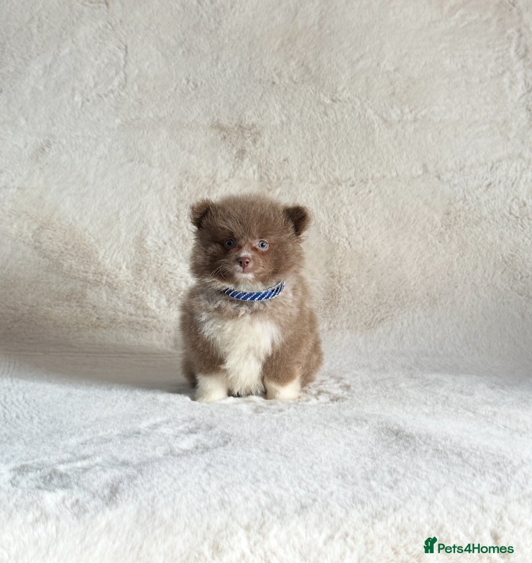 Pomsky dogs for sale: Tiny toysize Lilac Male Pomsky puppy for sale  - Image 6