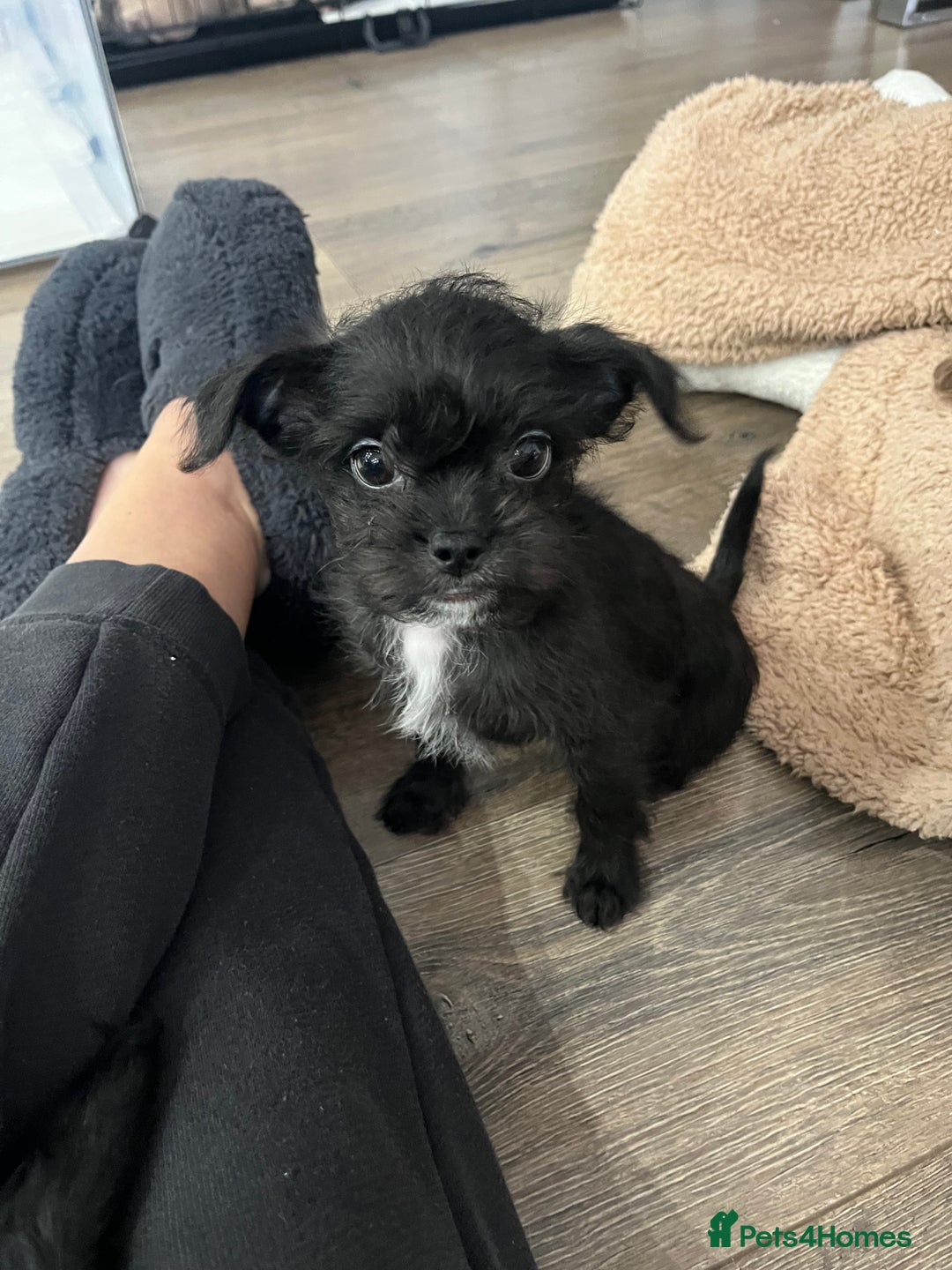 Mixed Breed dogs for sale: Shih Tzu / Chihuahua hybrids - Advert 8