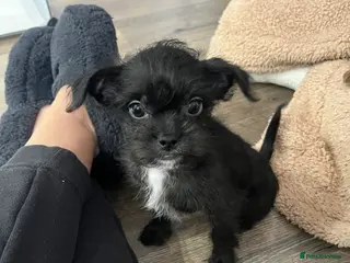 Mixed Breed dogs LAST ONE LEFT! Shih Tzu/Chihuahua hybrids - Advert 6