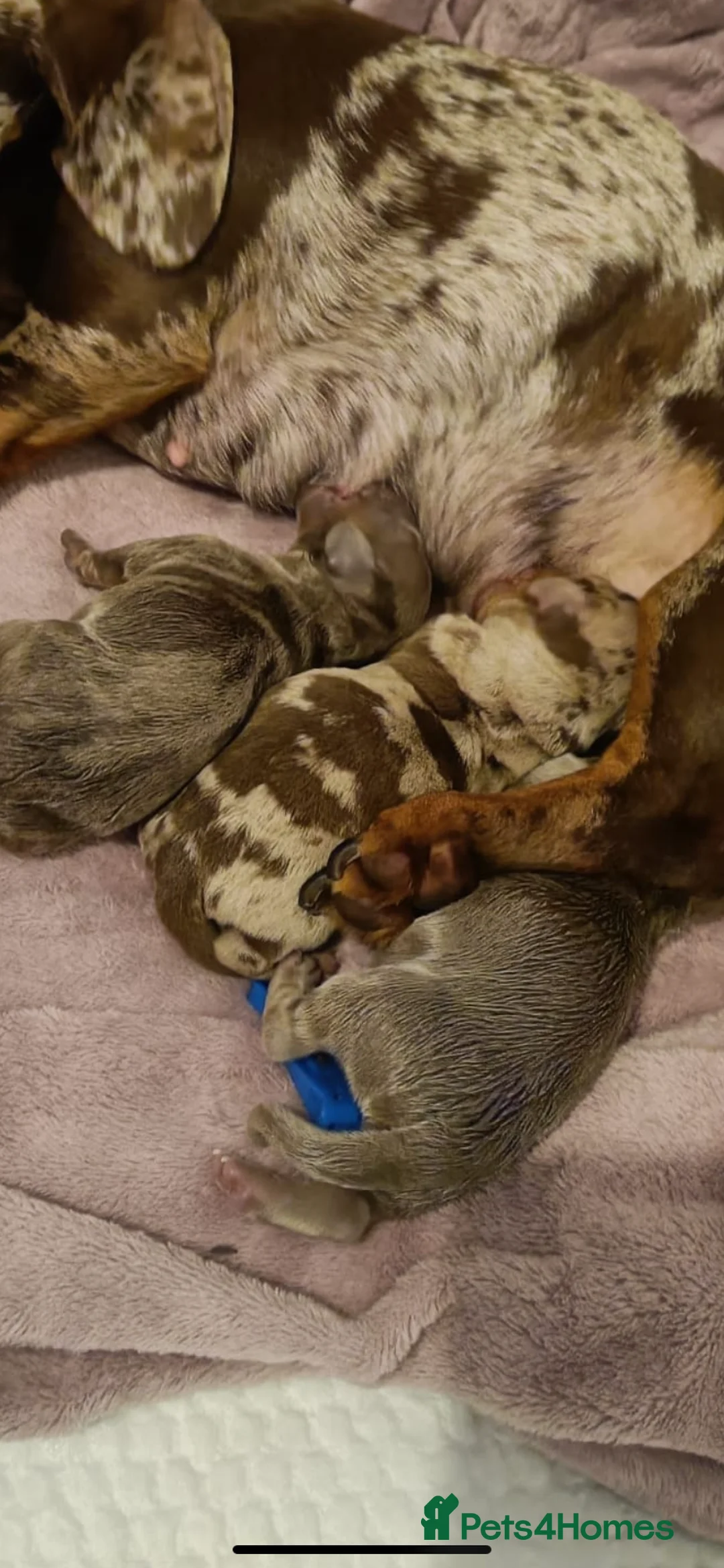 Dachshund dogs for stud: Miniature dachshund for stud  in Newport - Advert 11