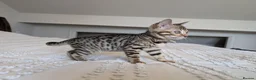 Bengal cats for sale: 🖤🩶🤍 BEAUTIFUL BENGAL KITTENS 🤍🩶🖤 - Advert 11
