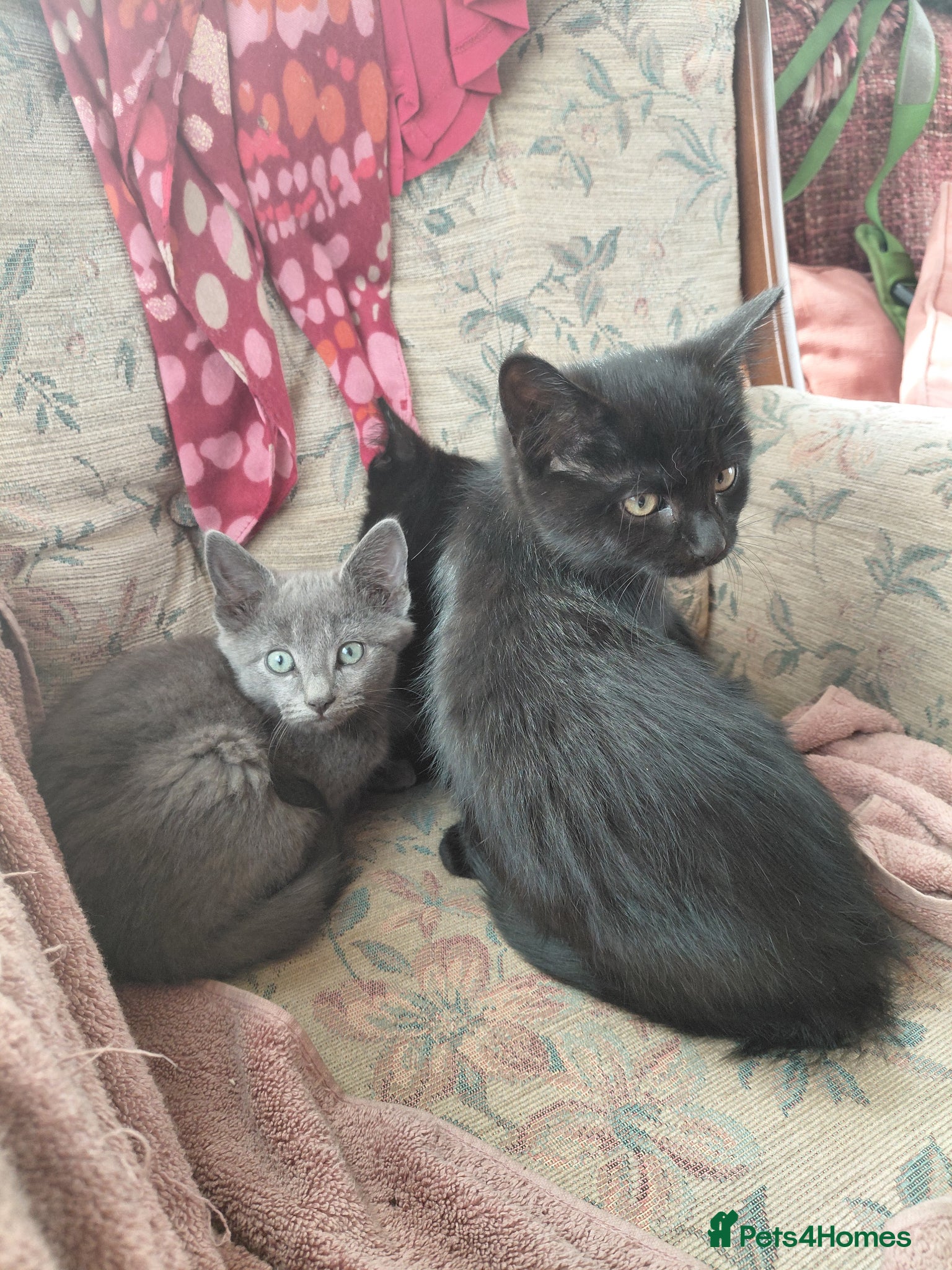 British Shorthair cats for sale: British Short Haired Kittens  - Advert 2