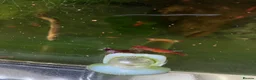 Shrimps fish for sale: Cherry red shrimp for sale  - Advert 3