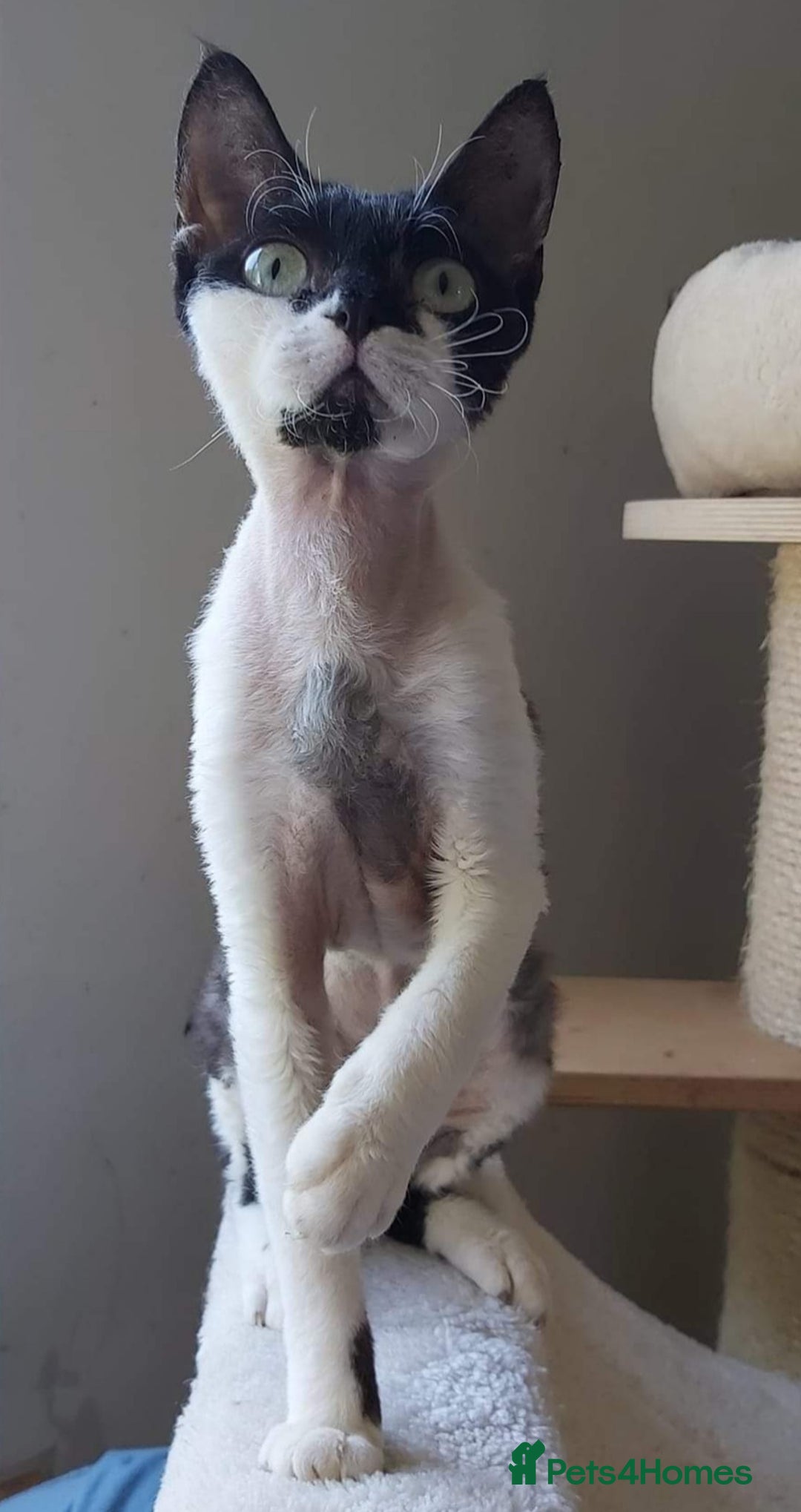Devon Rex cats for sale: Young adult Devon Rex bicolor female - Advert 2