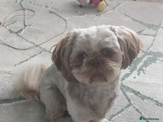 Shih Tzu dogs - Advert 2