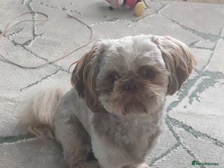 Shih Tzu dogs Imperial shitz for stud - Advert 7