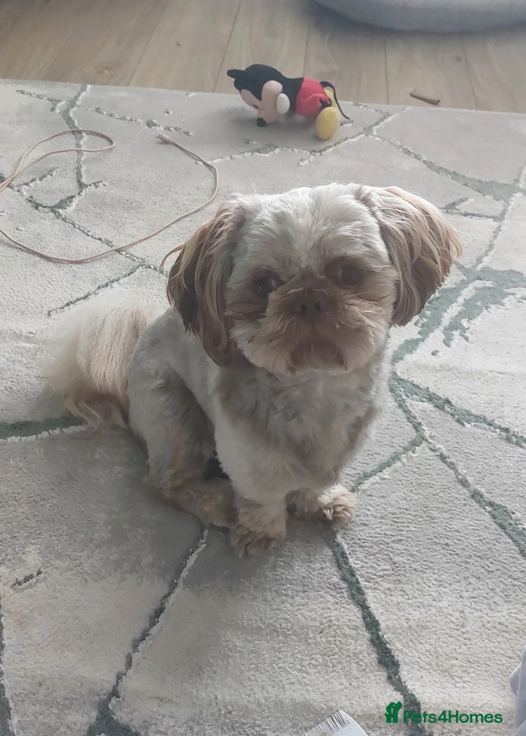 Shih Tzu dogs for stud: Imperial shitz for stud - Advert 1