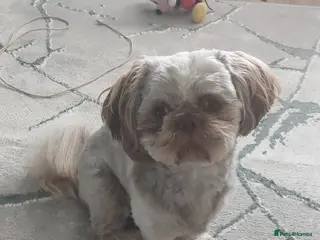 Shih Tzu dogs Imperial shitz for stud - Advert 7