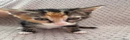 Mixed Breed cats for sale: 6 female kittens  in Reading - Advert 5