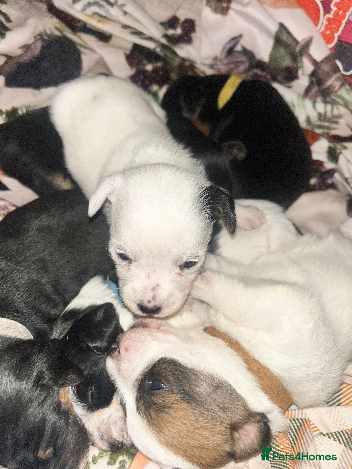 Jack Russell dogs Jack Russell puppys - Advert 17