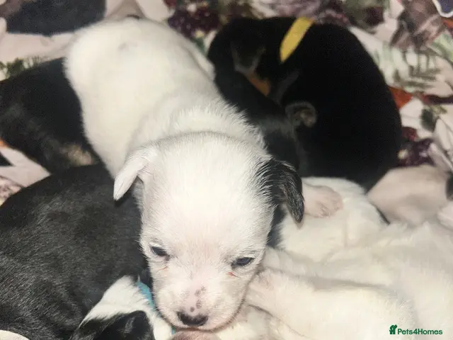 Jack Russell dogs for sale: Jack Russell puppys - Advert 1