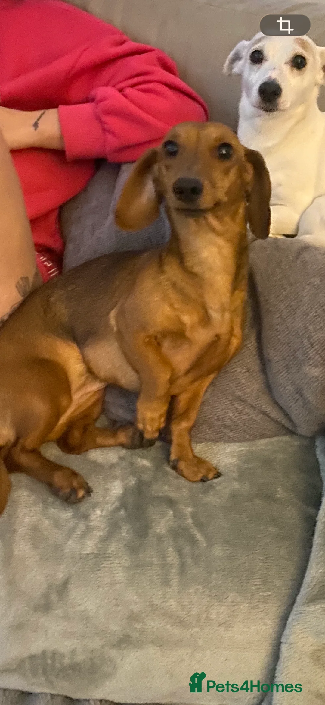 Dachshund dogs for sale: Red dachshund  - Advert 4