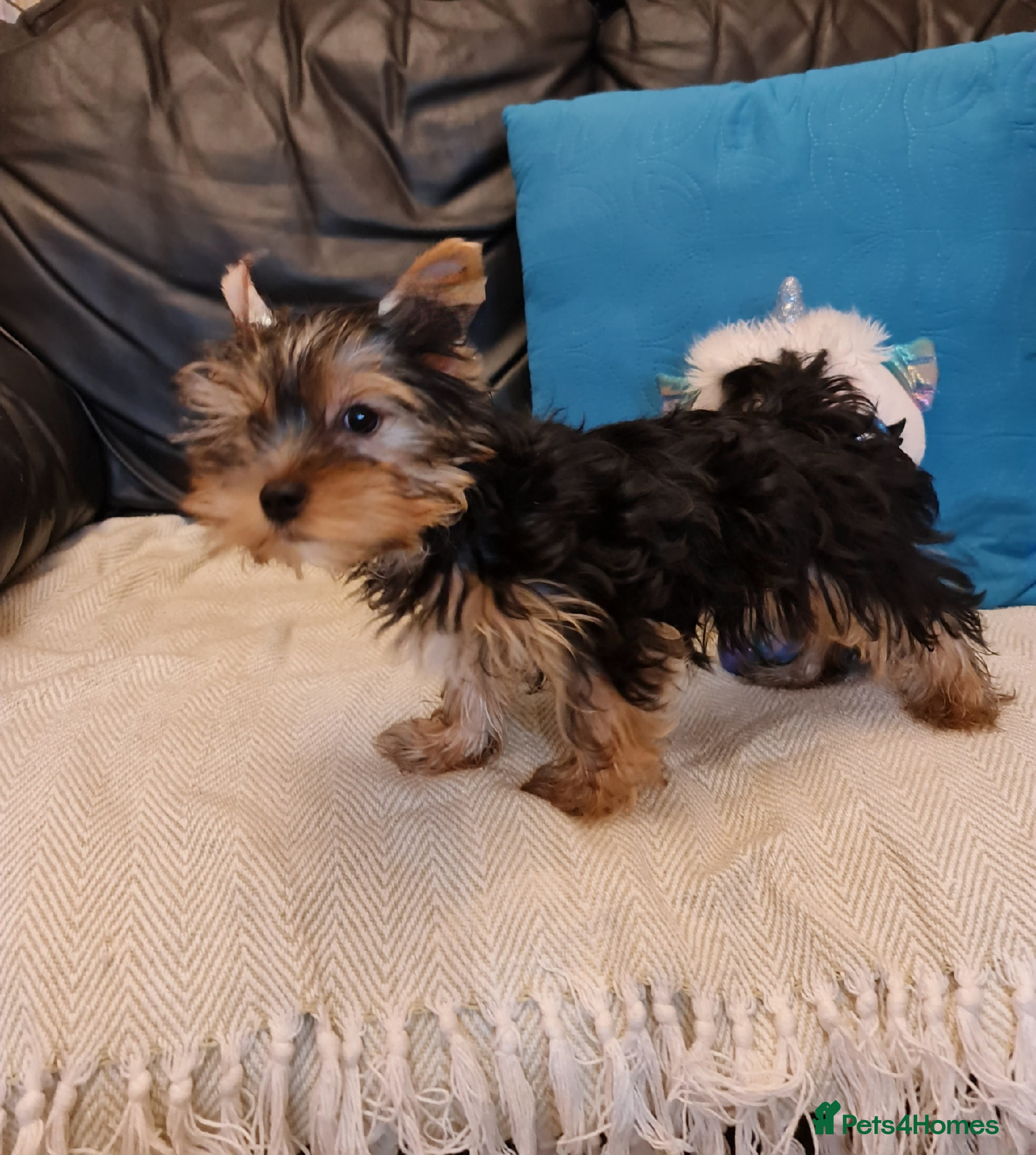 Yorkshire Terrier dogs Mini Yorkshire Terrier - Advert 15