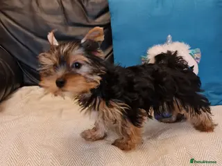 Yorkshire Terrier dogs Mini Yorkshire Terrier - Advert 15