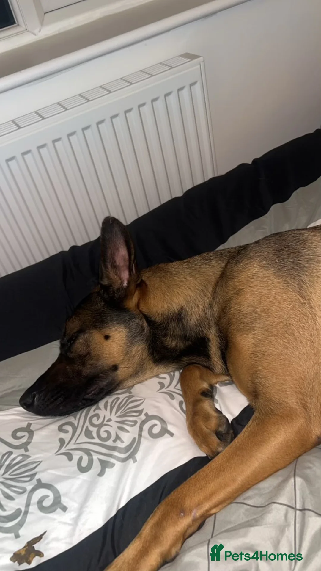 Belgian Shepherd Dog dogs for sale: Nova  - Advert 8