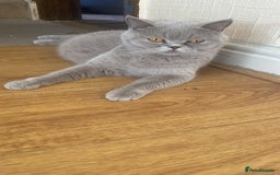 British Shorthair cats for sale: British Shorthair Kittens - Image 13