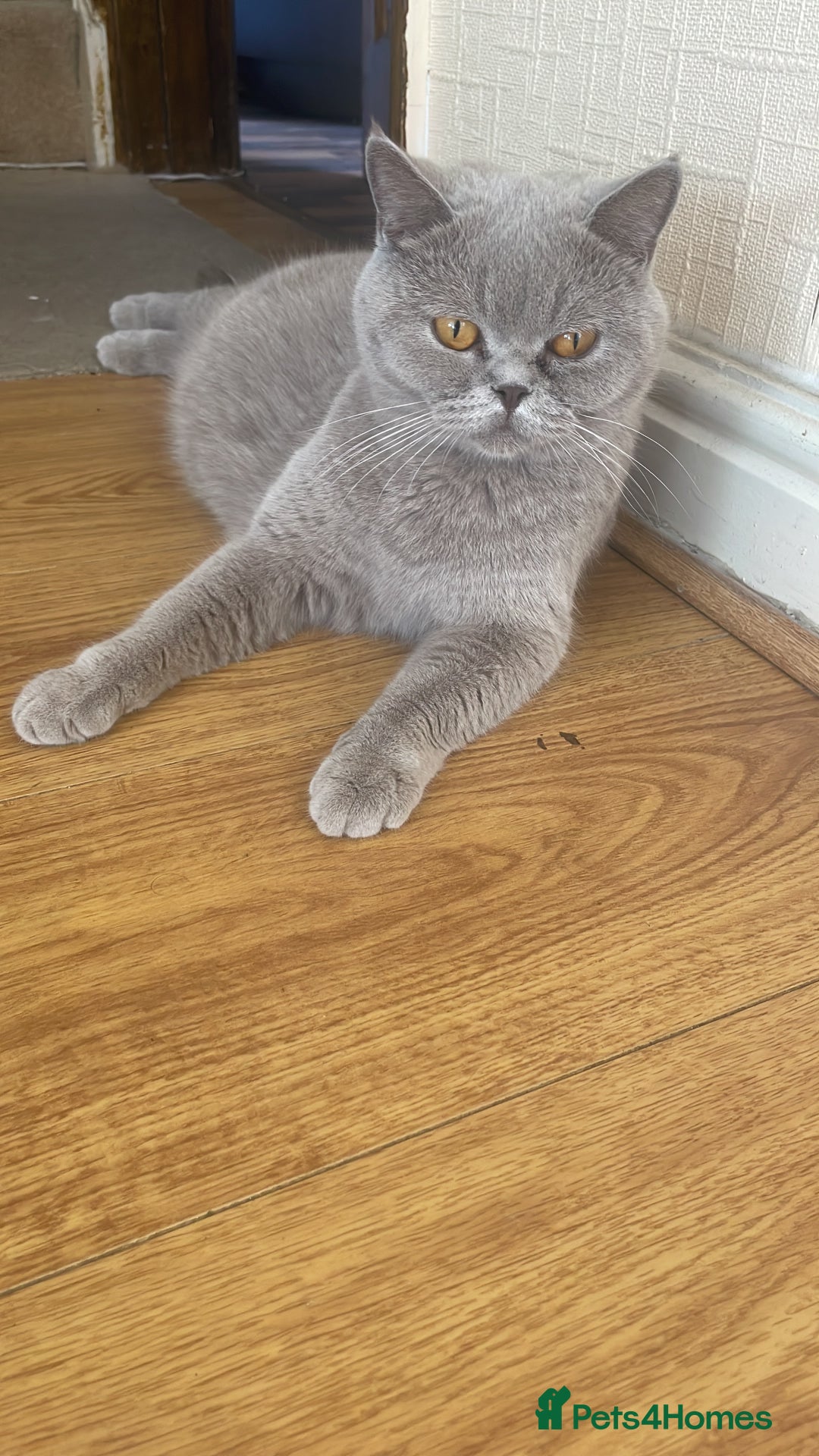 British Shorthair cats for sale: British Shorthair Kittens - Image 13