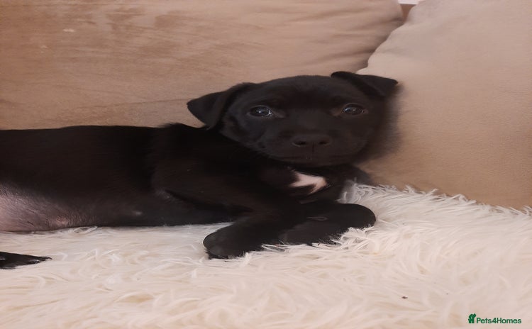 Patterjack dogs - Advert 1