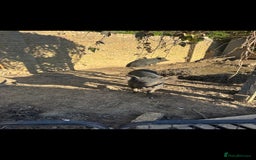 Pig livestock for sale: 2 male pigs for sale - Image 5