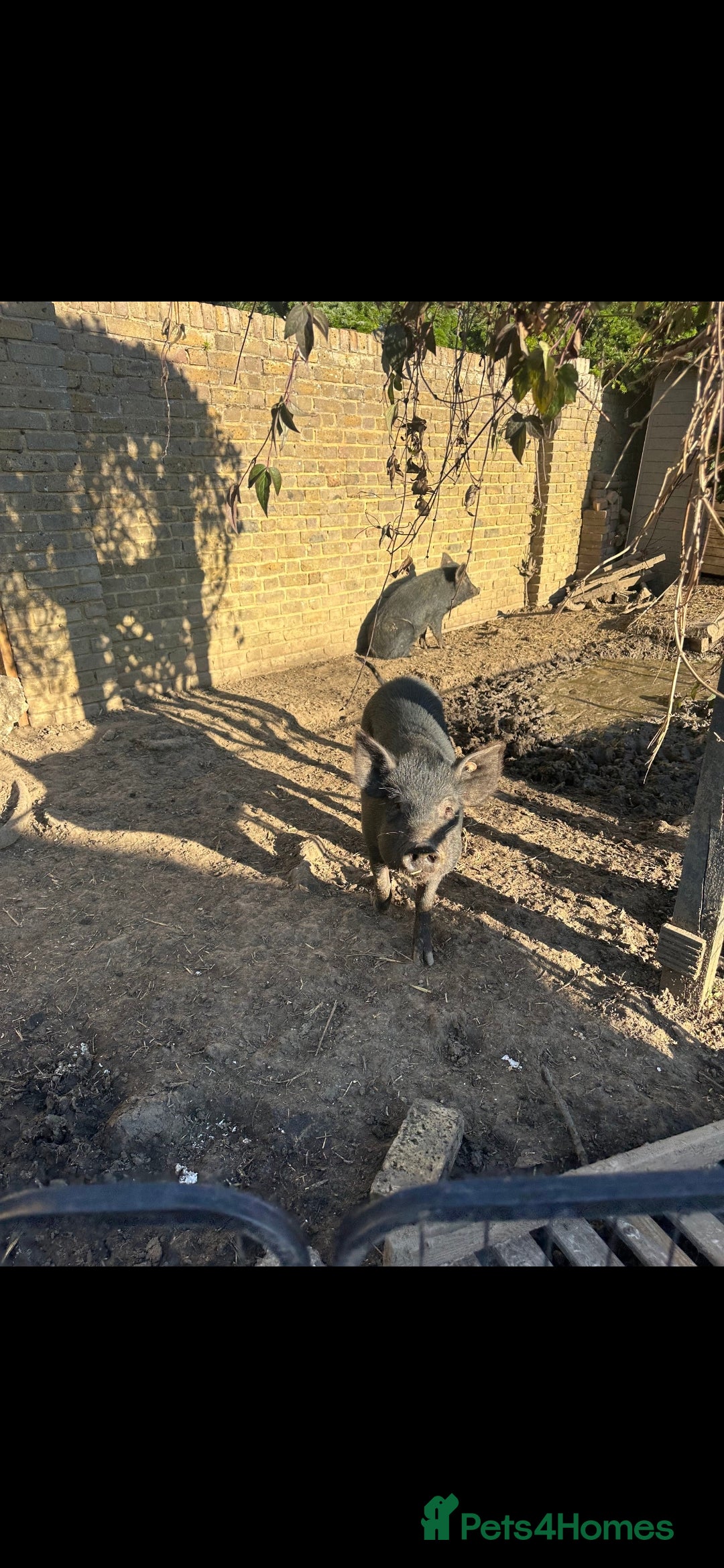 Pig livestock for sale: 2 male pigs for sale - Image 5