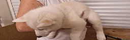 Siberian Husky dogs for sale: 5 Boys & 2 Girls Siberian Huskies – b. 21/5/26 - Advert 4