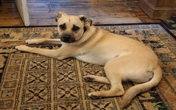 Mixed Breed dogs for adoption: Rocco - Norwich Norfolk  - Image 12