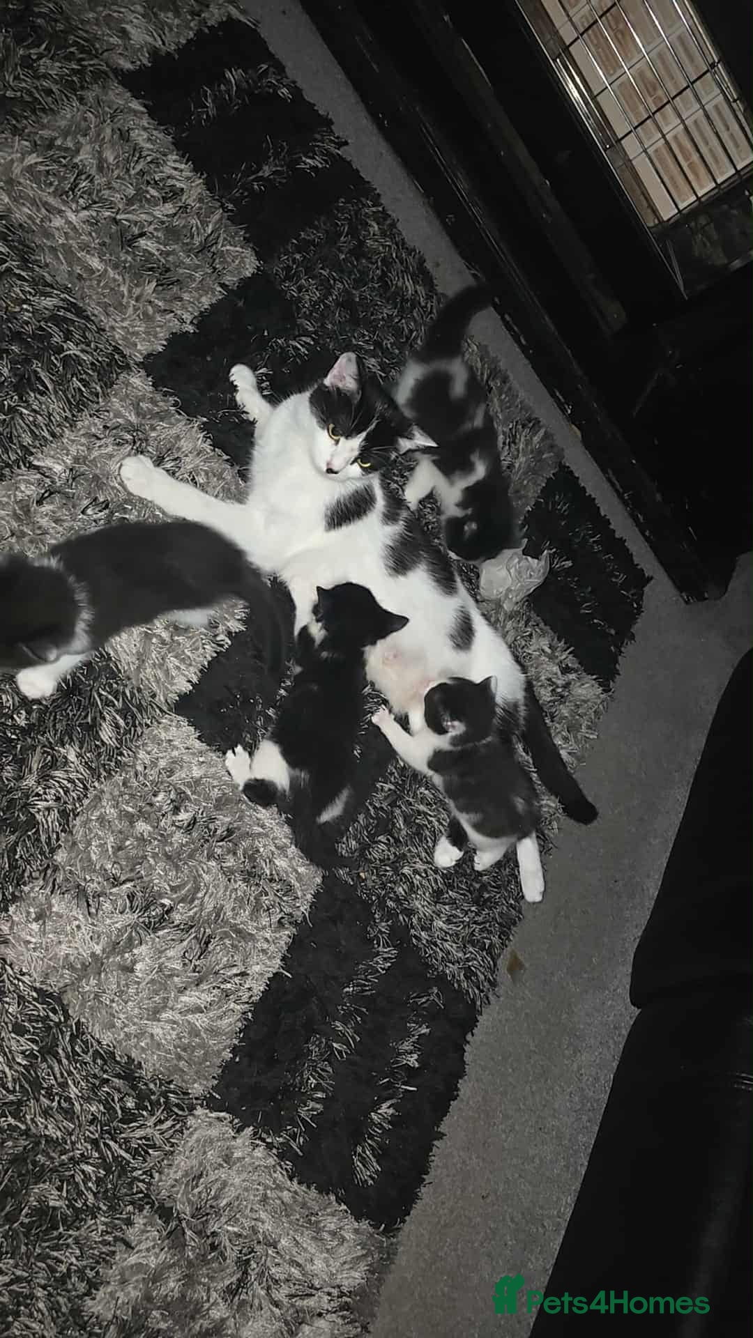 Mixed Breed cats for sale: Playful Kittens - Image 1