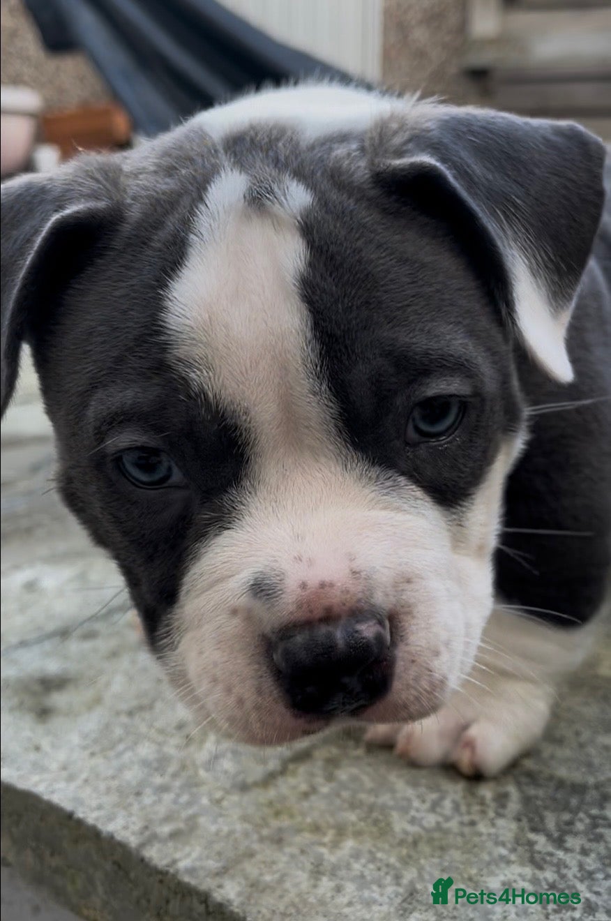 American Bully dogs ABKC pocket bullies, strong bloodlines! - Advert 2