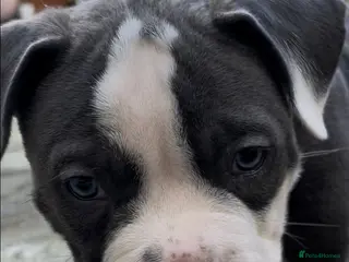 American Bully dogs ABKC pocket bullies, strong bloodlines! - Advert 2