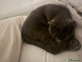 Russian Blue cats Cat for sale - Advert 3