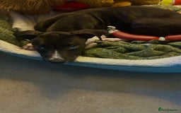 Mixed Breed dogs for sale: Greyhound Cross Staffy - Image 3
