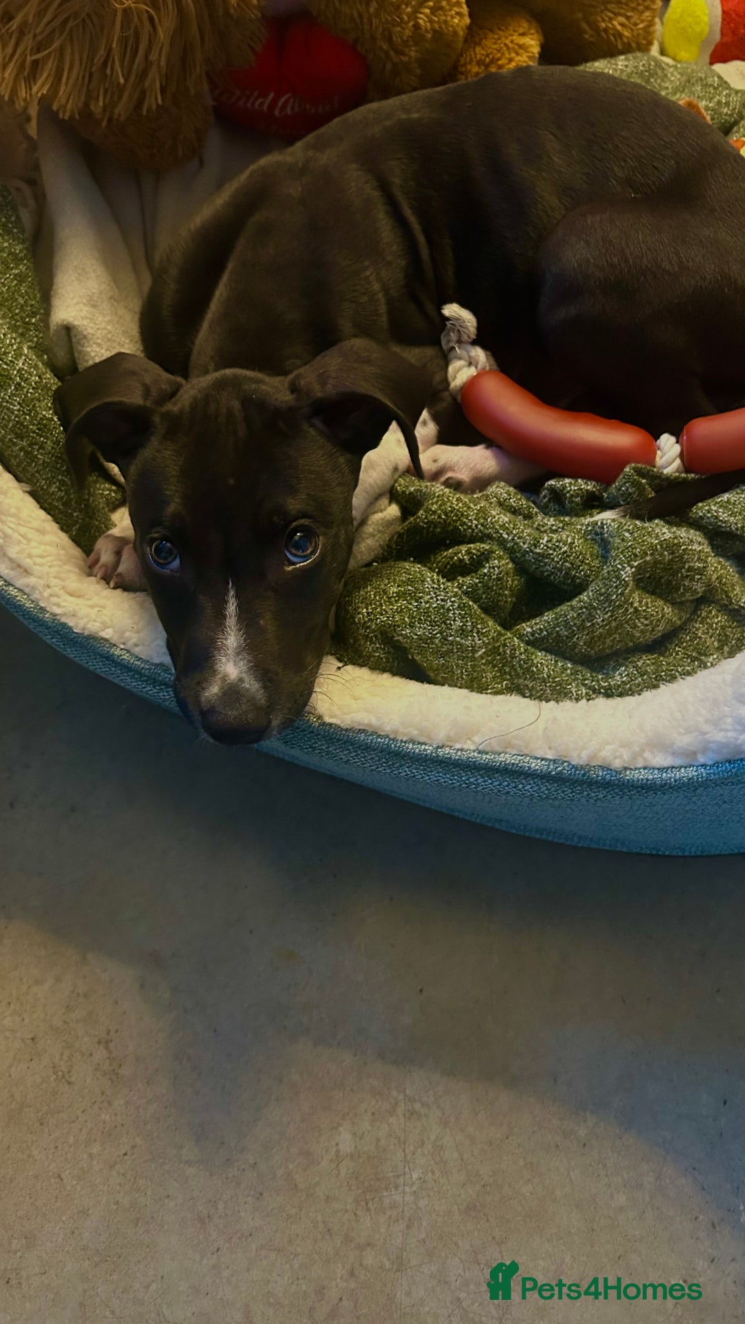 Mixed Breed dogs for sale: Greyhound Cross Staffy - Image 3