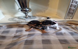 Jack Russell dogs for sale: Jack russell  - Image 6