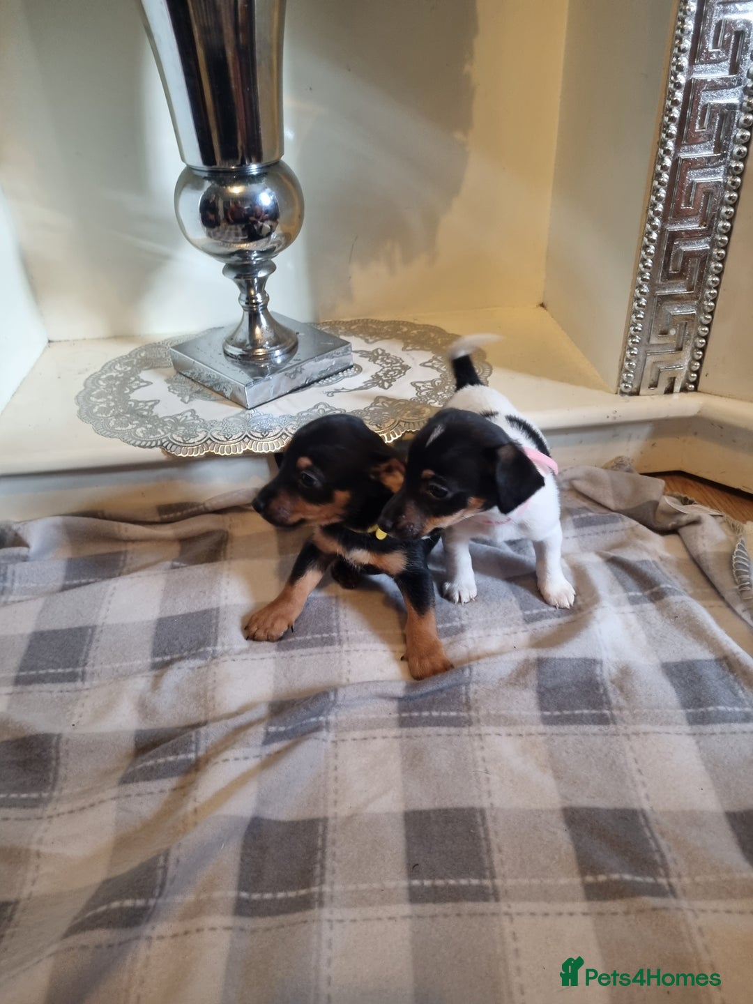 Jack Russell dogs for sale: Jack russell  - Image 6