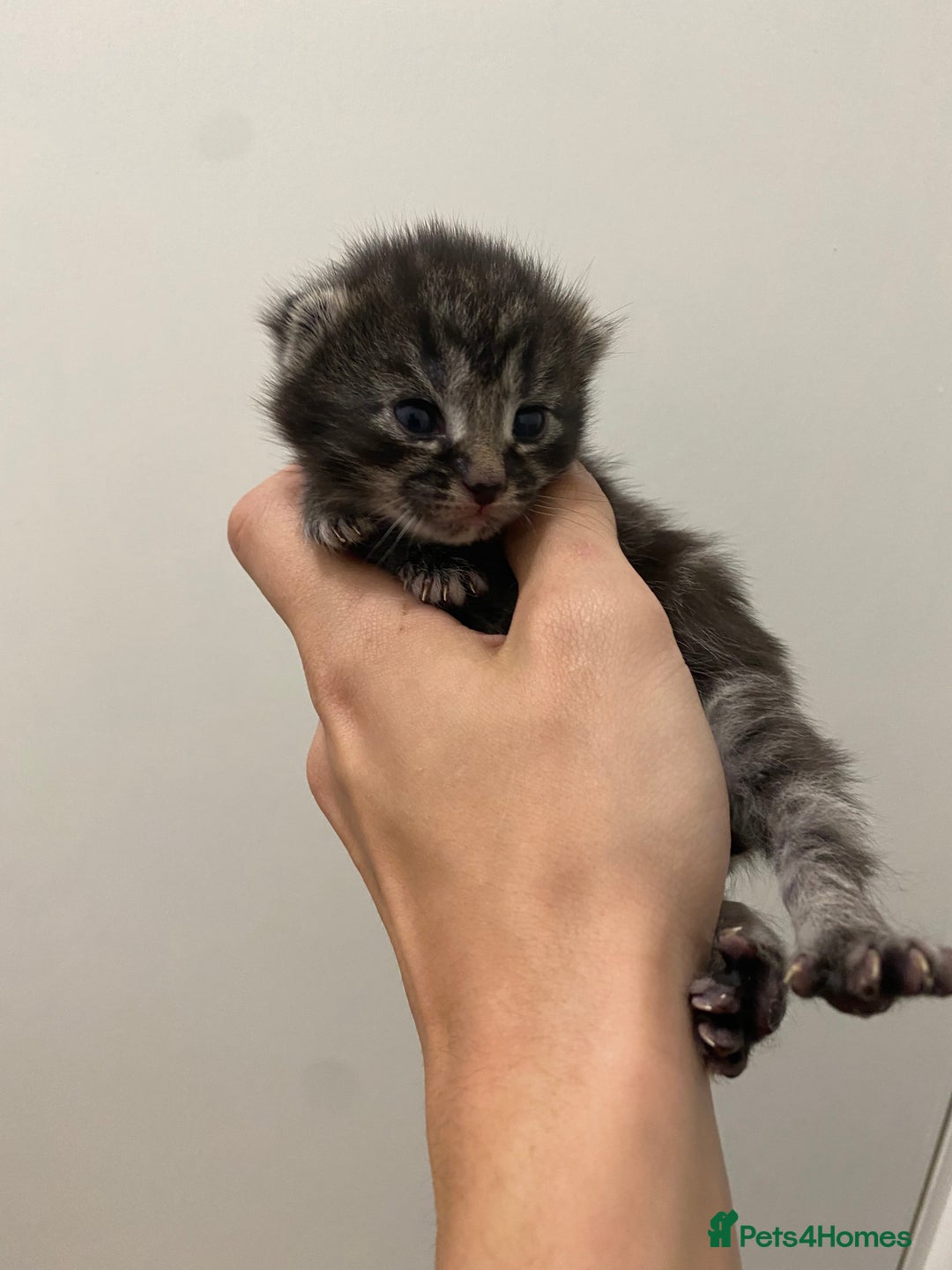 Ragdoll cats for sale: 5 beautiful ragdoll cross tabby  - Image 1